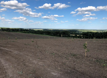 Ореховый сад в Киевской области